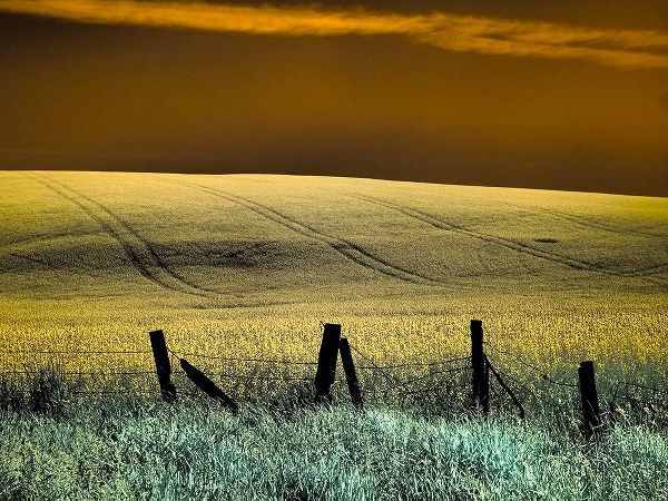 Eggers, Terry 아티스트의 USA-Washington State-Palouse region-Fence and field of wheat작품입니다.